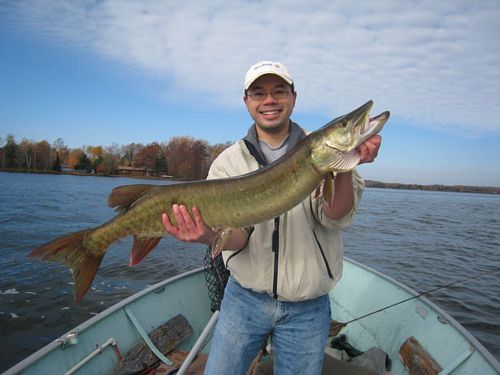 40.5" Muskie 40.5" Muskie