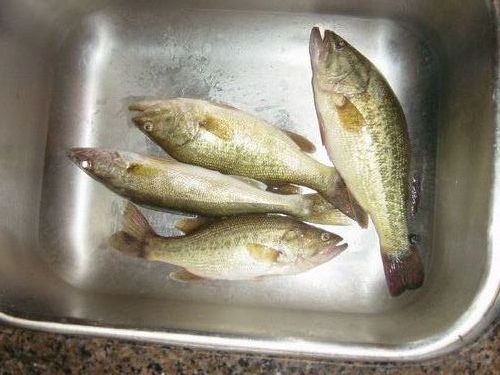 Mark's catch