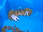 Ghost crab Ghost crab