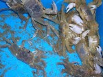 Bucket of ghost crabs Bucket of ghost crabs