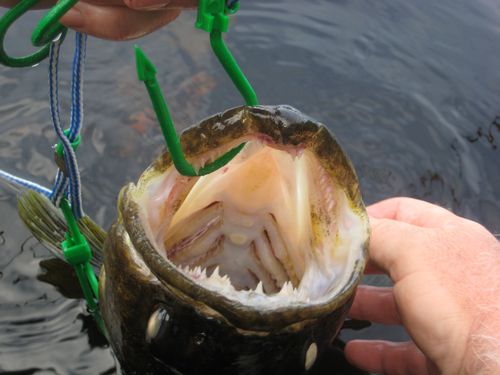the jaws