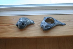 Conch Shell “Fishing”