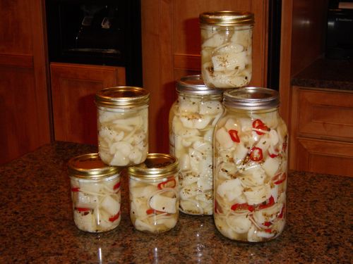 Packed jars of pickled northern ready for step 5