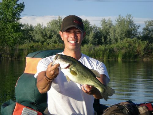 largemouth bass