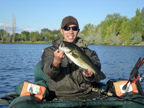 largemouth bass