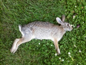 Dead bunny