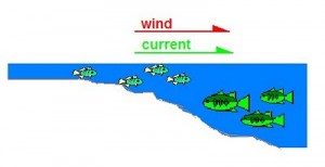 Where to Find Fish on Windy Days