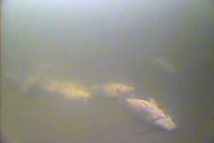 Mississippi River Fish Kill