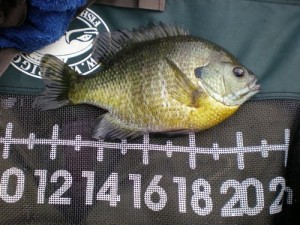 pumpkinseed sunfish