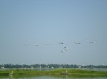 flock of birds