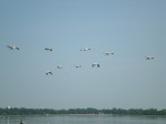 Flock of birds