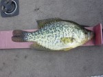 11 inch Crappie