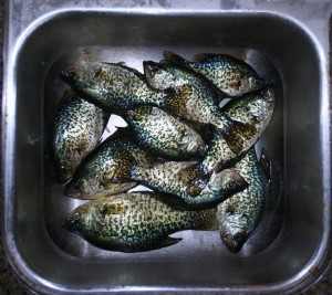 Pile 'O Crappie