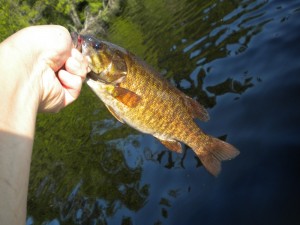 12" smallmouth bass