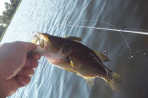 9" Largemouth Bass