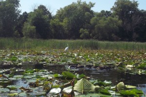 White egret