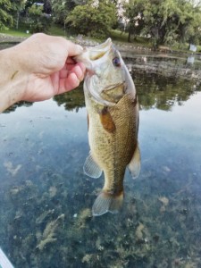12.5" largemouth bass