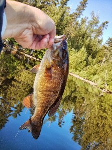 12" smallmouth bass
