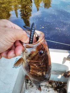 13" smallmouth bass