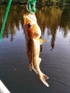 13" walleye
