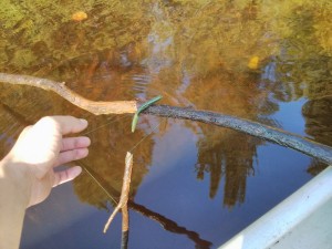 Fish induced snag?