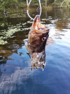 Musky Dinner