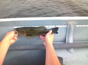 13" largemouth